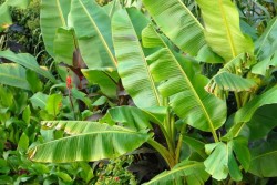 Banana plants in Jalaun