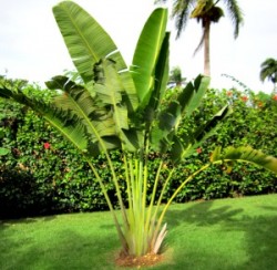 Banana plants in Barabanki
