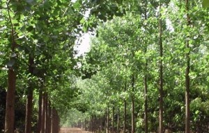 Poplar plants in Jaunpur