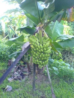 Banana plants in Hamirpur