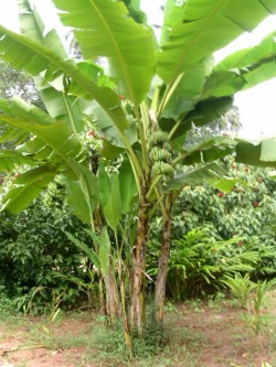 Banana plants in Kalpi