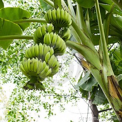 Banana plants in Faizabad