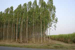 Eucalyptus plants in Tanda