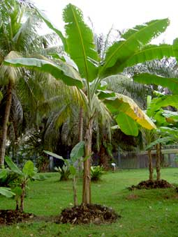 Banana plants in Jhansi