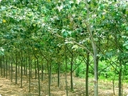 Poplar plants in Budaun