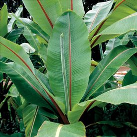 Banana plants in Guna