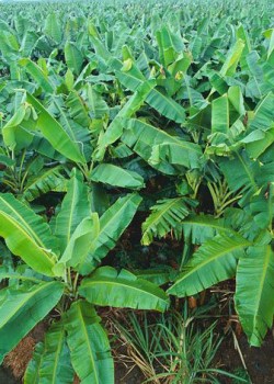 Banana plants in Farrukhabad