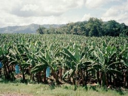 Banana plants in Unnao
