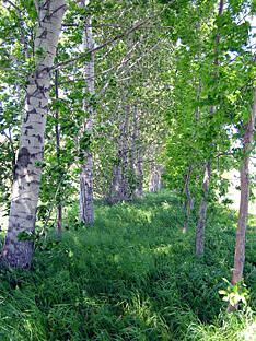 Poplar plants in Jalaun