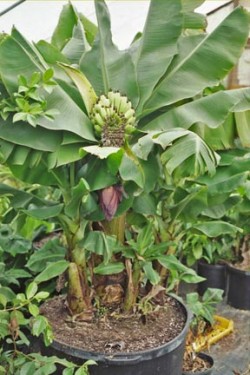 Banana plants in Ghatampur
