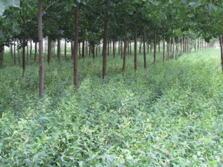 Poplar plants in Sonbhadra