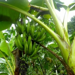 Banana plants in Ghaziabad