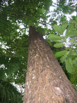 Mahogany plants in Tanda