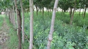 Poplar plants in Kanpur