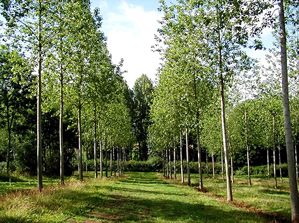 Poplar plants in Bihar