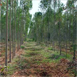 Eucalyptus plants in Nasik
