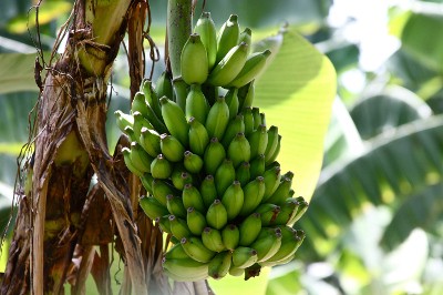 Banana plants in Bareilly