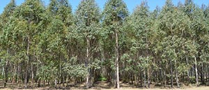 Eucalyptus plantation in Hamirpur