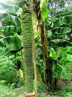Banana plants in Behraich