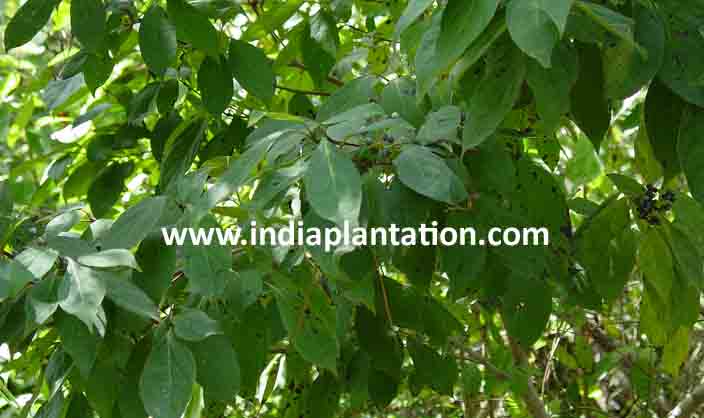 Mahogany plants in Kanpur