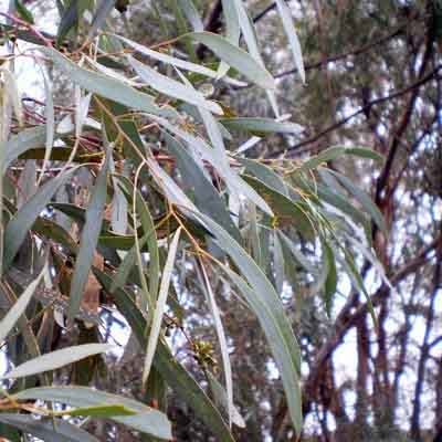 Eucalyptus plantation in Barabanki