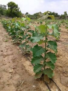 sagwan farming in Lucknow