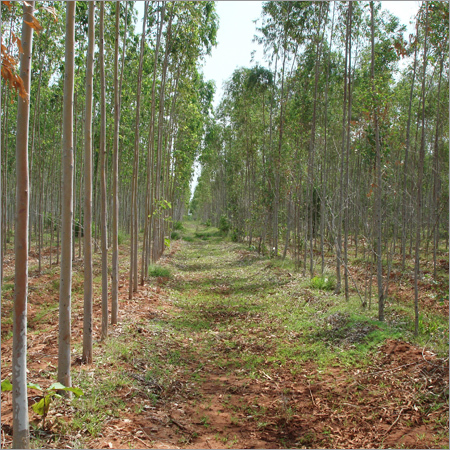 Eucalyptus plants