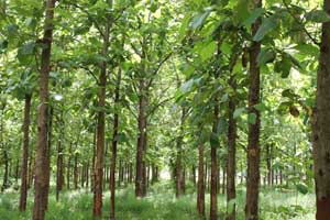 Sagwan tree farming in Akbarpur