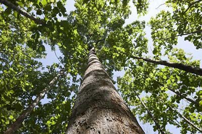 Teak plants in Jarbal