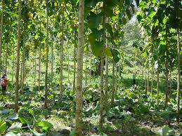 Sagwan tree farming in Aligarh