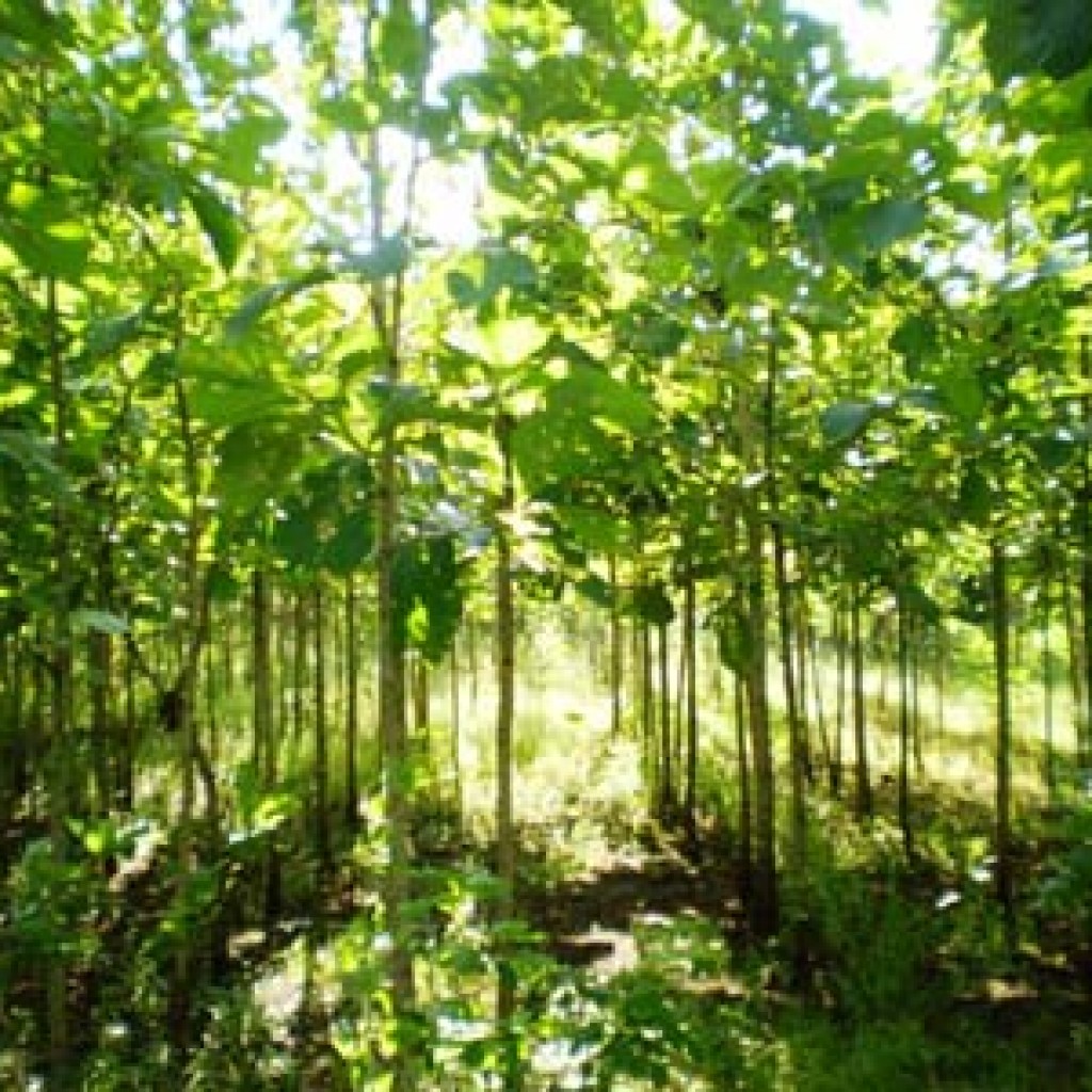 Tissue Cultured teak plant India Plantation Provides all types plants