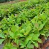 Teak plants dealers in Karnataka