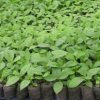 Teak plants dealers in Bihar