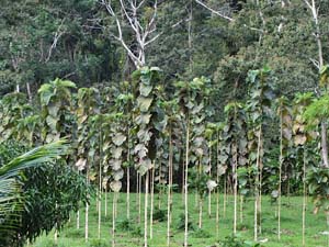 Teak farming in Pathankot