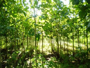 Teak tree farming in Amroha