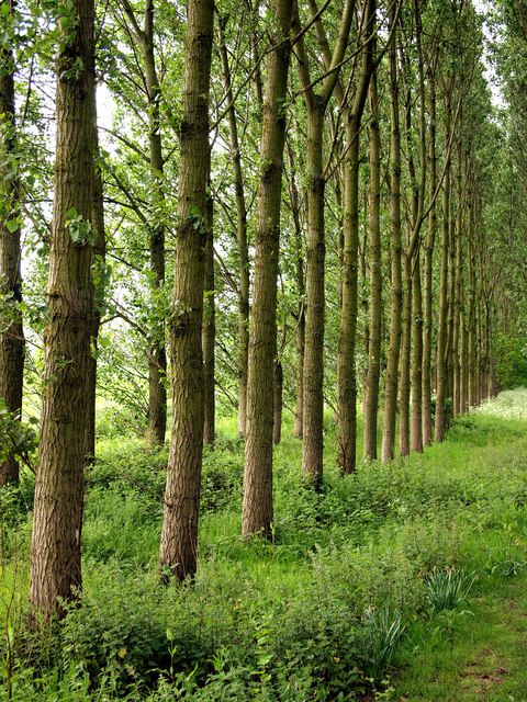 Teak plants in Basti