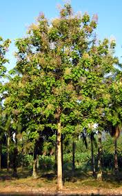 Teak tree farming in Ambala