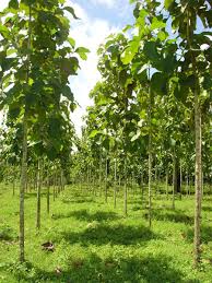 Sagwan tree farming in Gwalior