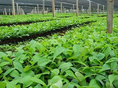 Teak plants dealers in Amroha